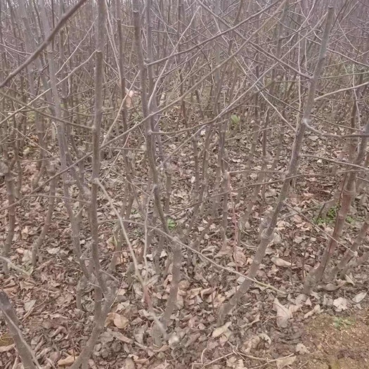 宜川县嘎啦苹果苗