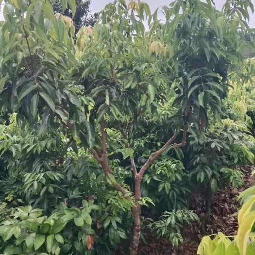 灵山县冰荔枝苗，无核荔枝苗，