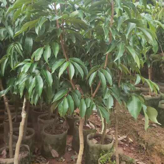 灵山县妃子笑苗，