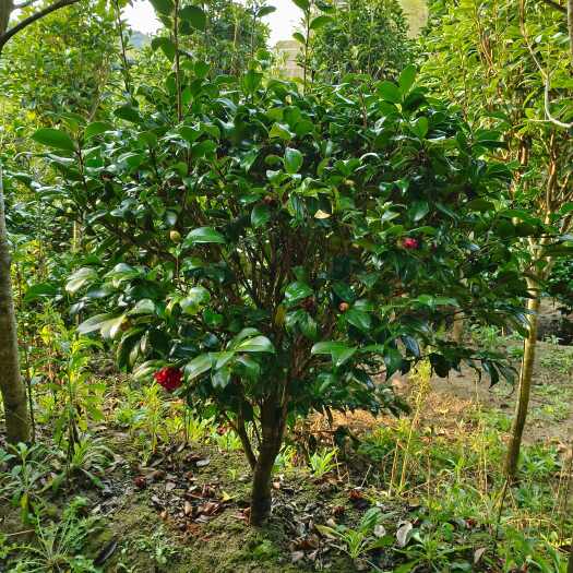 桂东县山茶花