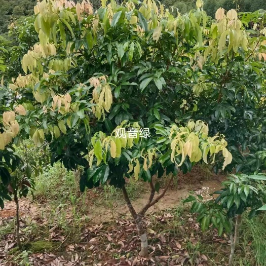 灵山县观音绿荔枝苗，无核荔枝