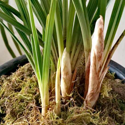 巴中1大丛5苗1芽2花箭，绿蕙品种花花苞水润可以小搏一下