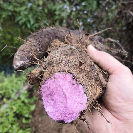 紫肉脚板薯种苗