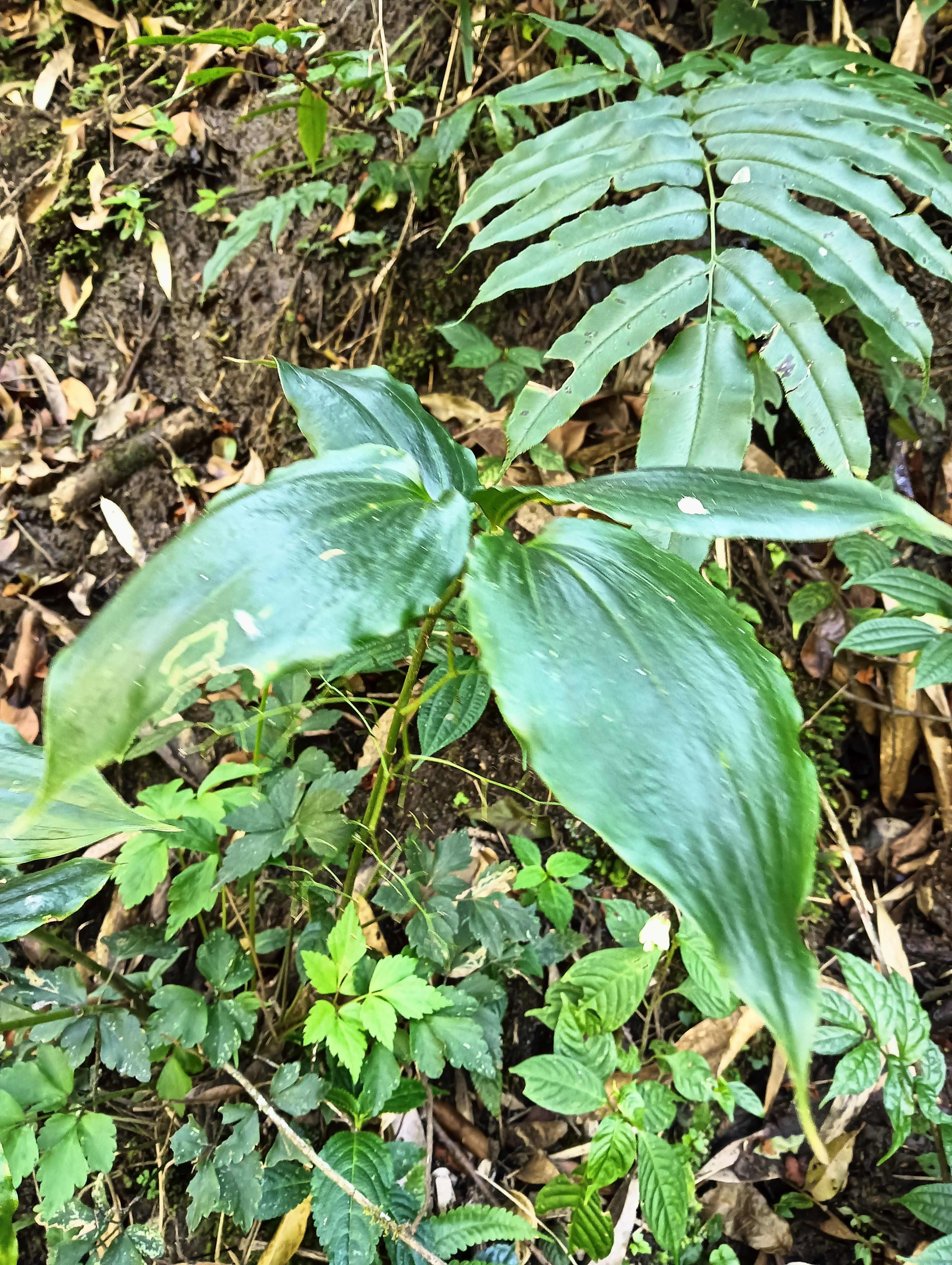 云南中药材鹿药、盘龙七、山糜子、九层楼根