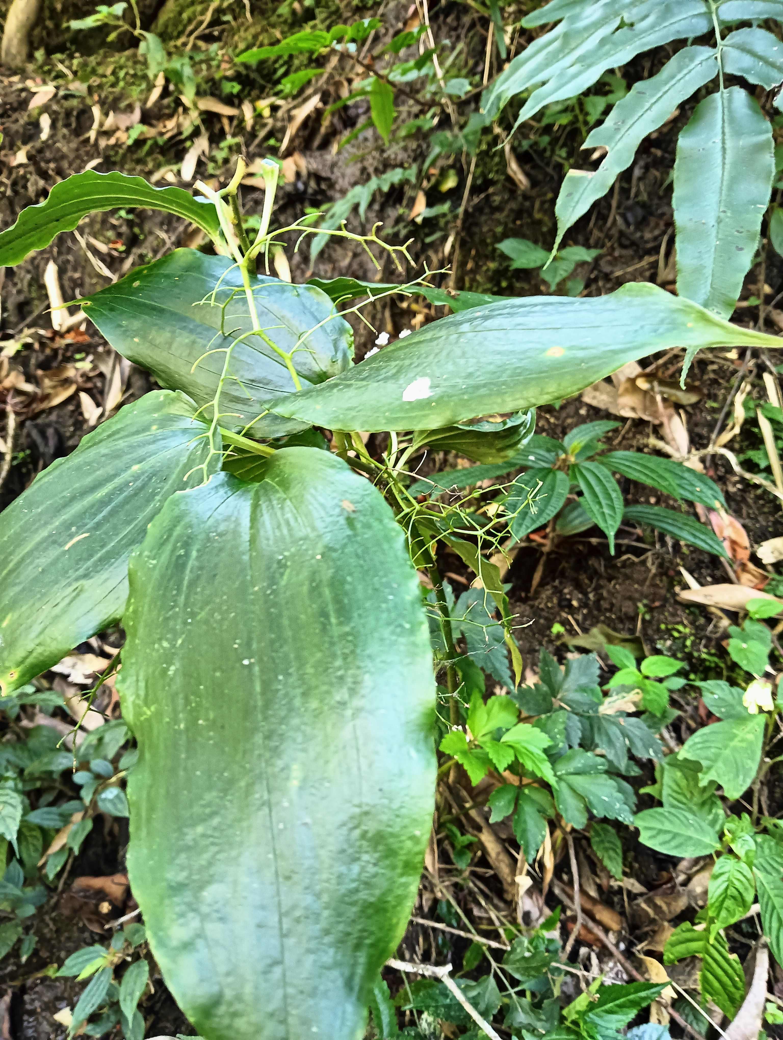 云南中药材鹿药、盘龙七、山糜子、九层楼根