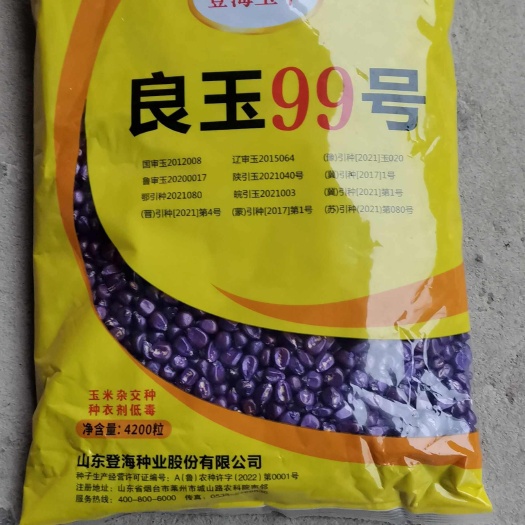 河南尉氏县良玉99（登海种业供种）：强抗倒、抗病、结实性好、适应广