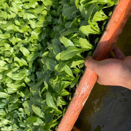 陆良县油麦菜苗奈抽薹、产量高、抗病性好深受种植户喜爱