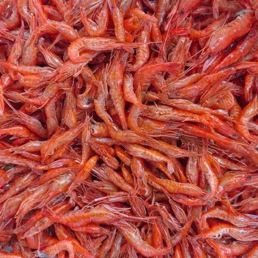 荔浦市淡水 大河虾