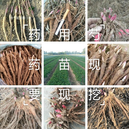 菏泽赤芍花  精品赤芍苗，白芍苗，改良芍药苗，保成活，保品种