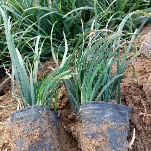 青州市麦冬草
