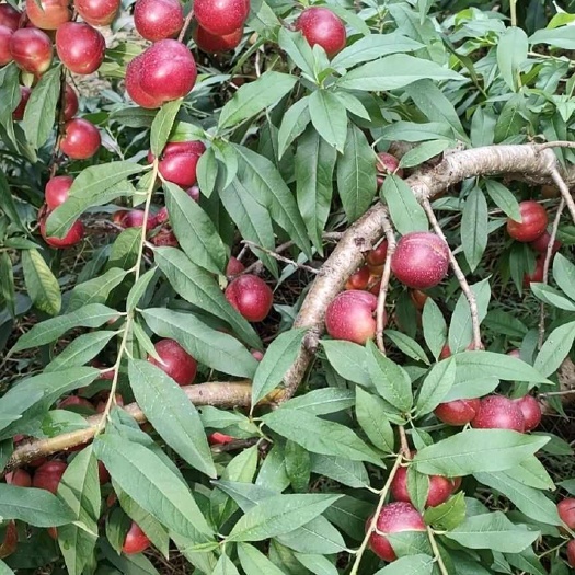 阳朔县枣蜜油桃