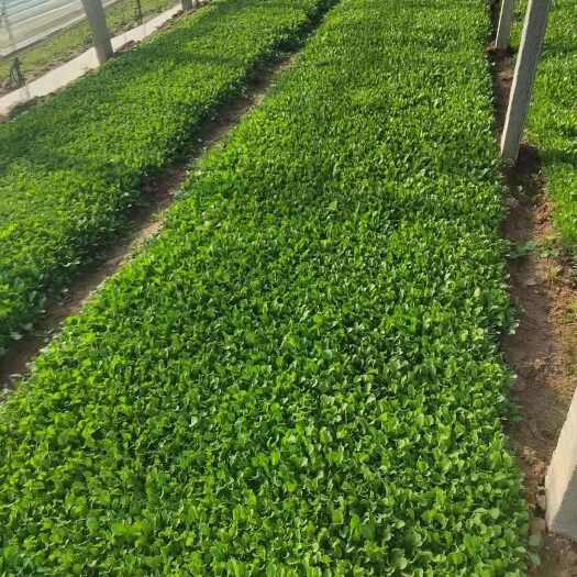 青州市大滨菊，大滨菊盆栽，小杯大滨菊，