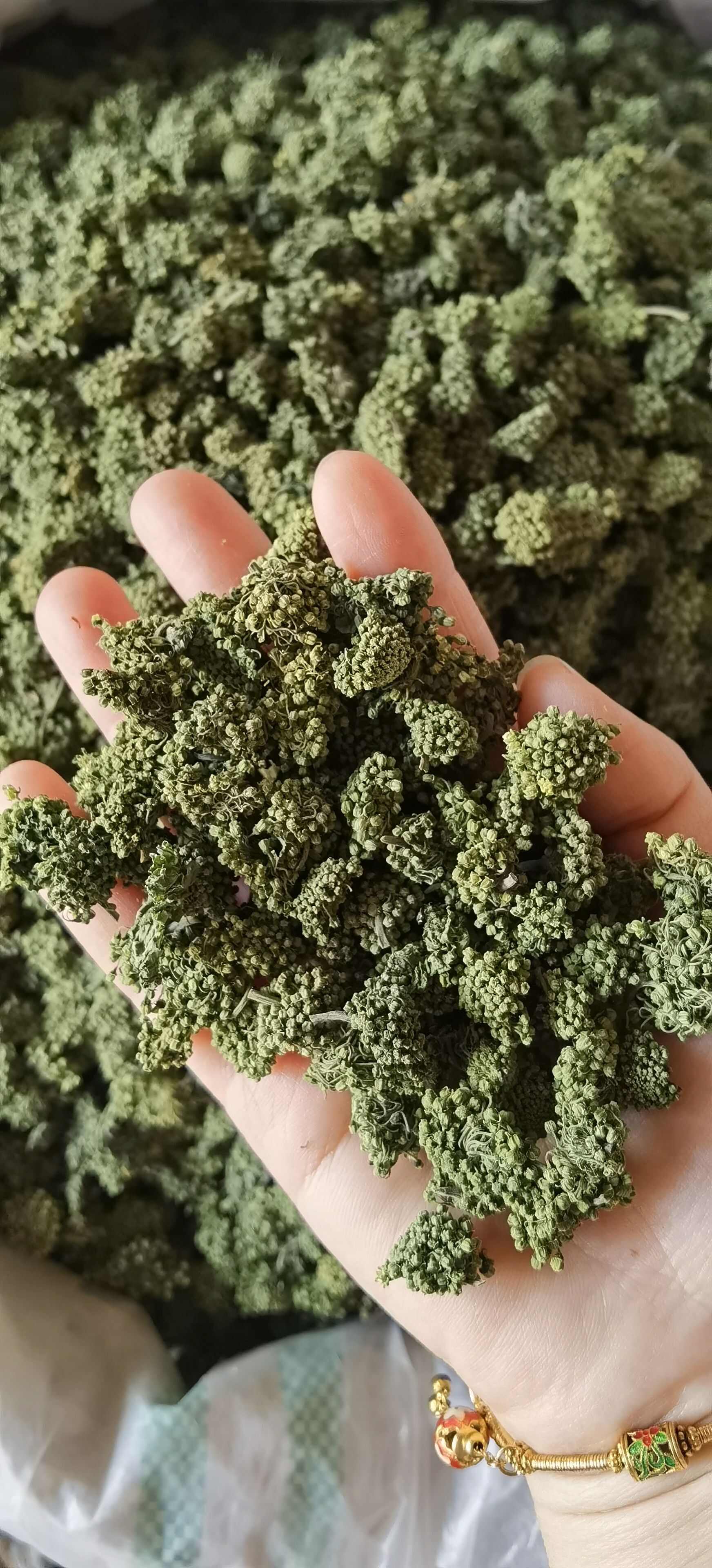 三七花 新货文山三七花  批发三七花规格齐全 量大从优