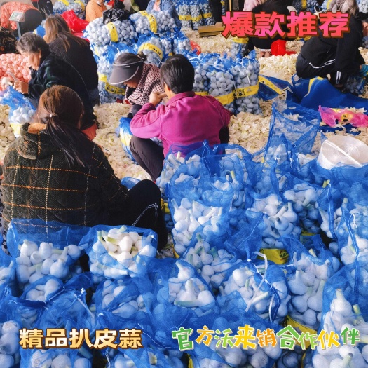 周口淮阳 精品扒皮蒜 带苗蒜 原皮鲜蒜 大量供应，多规格多种质量