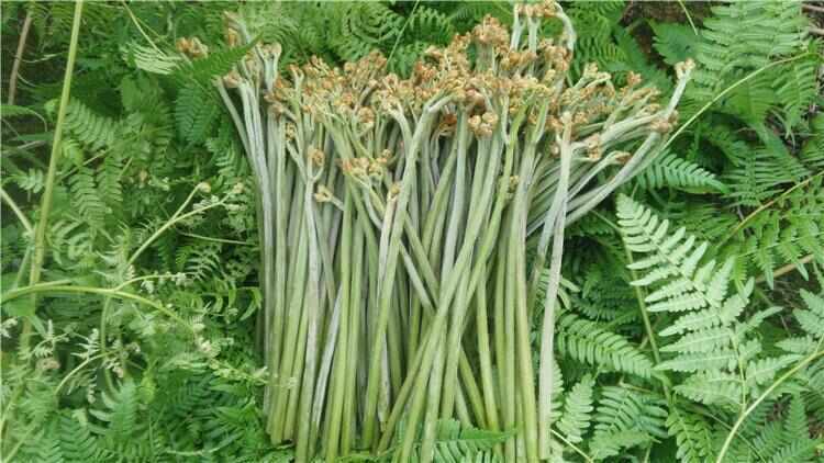 金沙县贵州金沙高山蕨菜