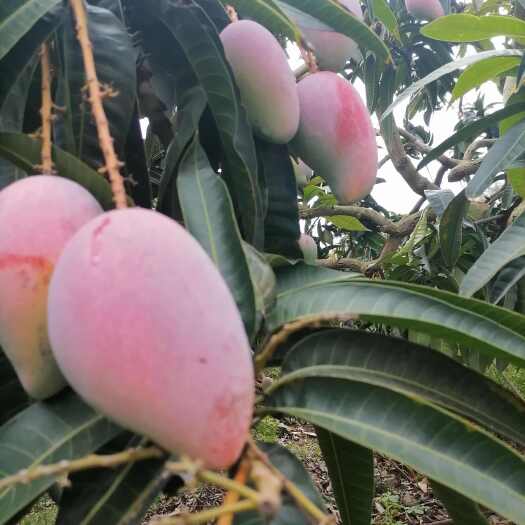 陵水县树上熟，贵妃芒