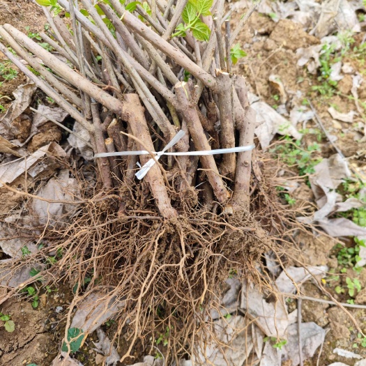 重庆市素心腊梅高压苗