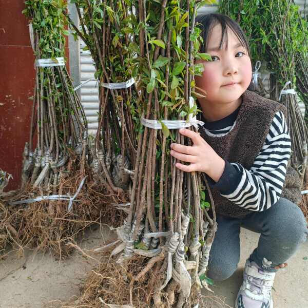 九月脆李子苗（清泉蜜脆李，金秋晚脆李）最晚熟李子新品种包品种