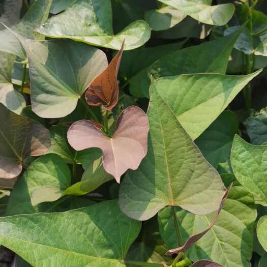 新疆脱毒红薯苗基地西瓜红脱毒苗