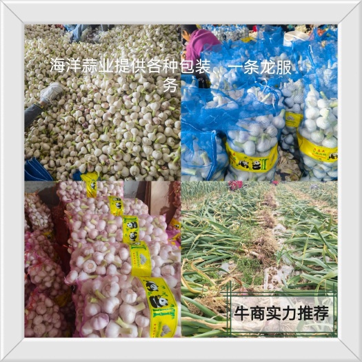 周口淮阳 精品扒皮蒜 原皮蒜 大量上市 专业代办团队 保质保量