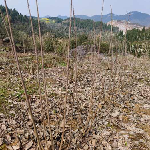 重庆市素心腊梅3年苗