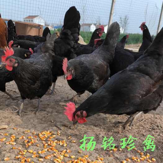 虞城县纯种成年3斤左右黑凤土鸡下绿壳蛋的新杨黑凤土鸡。
