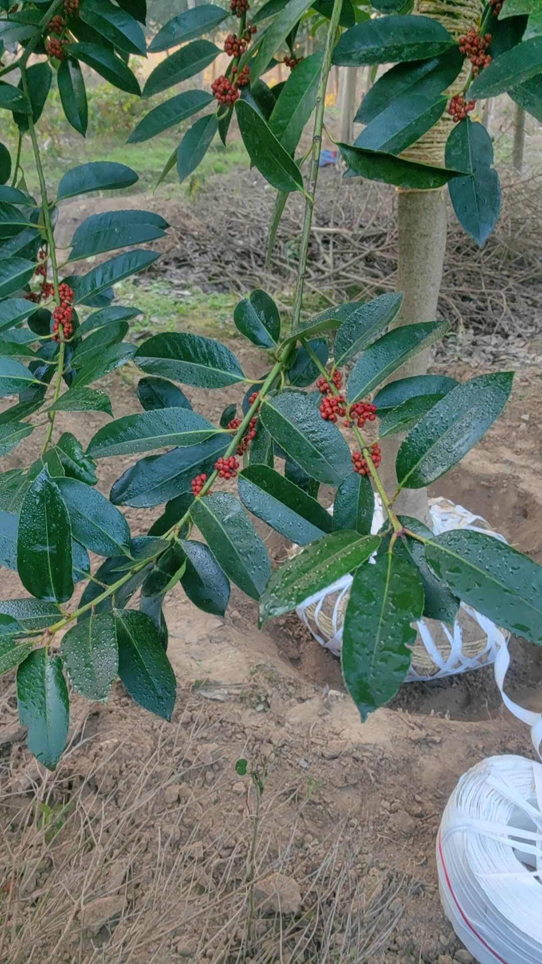 南京苦丁茶树