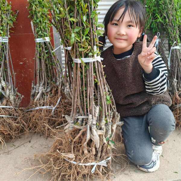 九月脆李子苗（清泉蜜脆李，金秋晚脆李）最晚熟李子新品种包品种