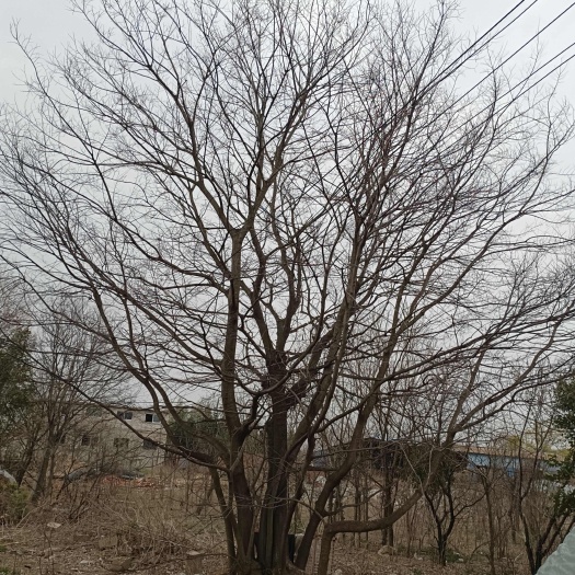 新沂市丛生朴树130公分11杆
