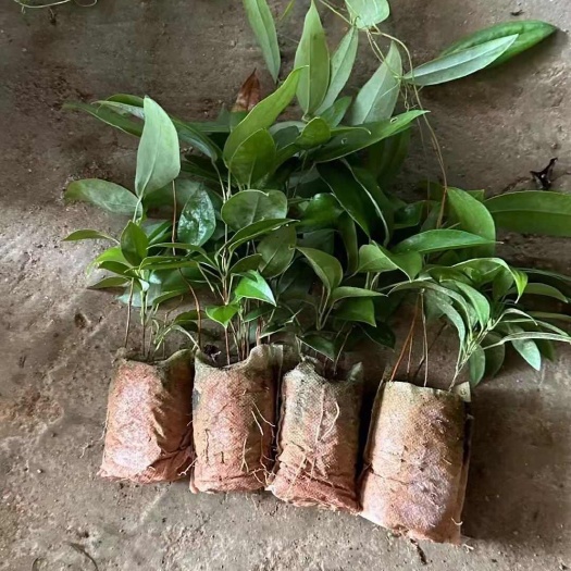 土茯苓种苗带杯苗