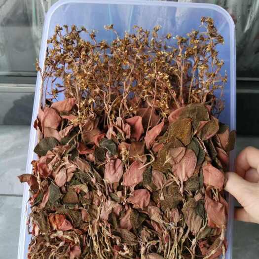 南靖县金线莲