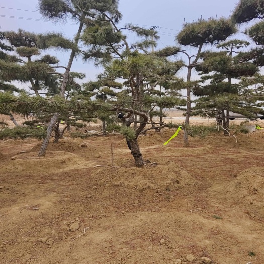 造型油松，黑松