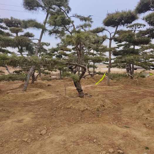 泰安造型油松，黑松