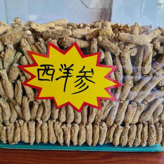 文山市西洋参 5克加拿大短枝二面西洋参 软枝