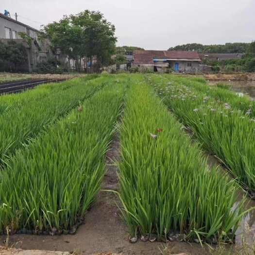 水生鸢尾