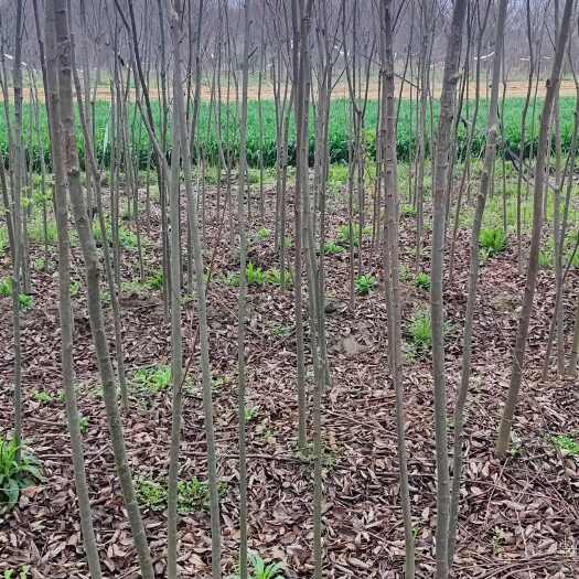 常州自家苗圃出售红榉小苗米地径3公分的朴树小苗米地径3公分