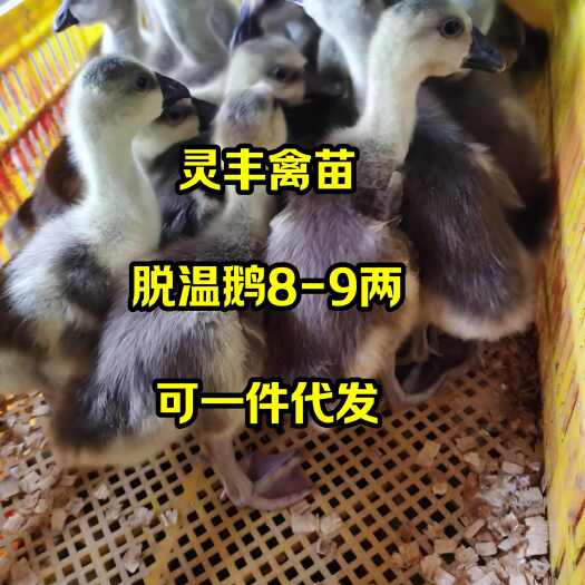 南宁脱温杂交灰鹅/8-9两，（半斤鹅)  鹅苗、都有，可一件代发
