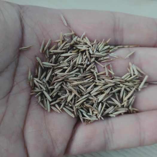 羊草种子耐寒多年生牧草