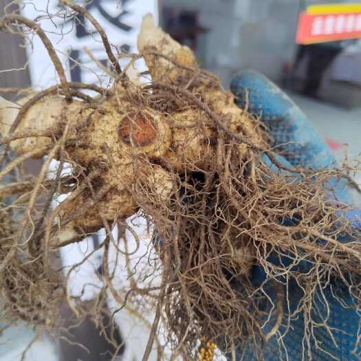 霍山县姜型甜黄精种芽苗