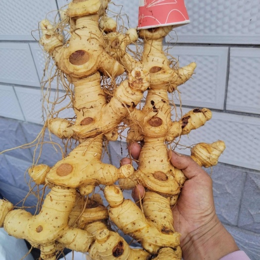 霍山县姜形黄精  多花姜形黄精块芽种  倒苗品种姜形甜黄精