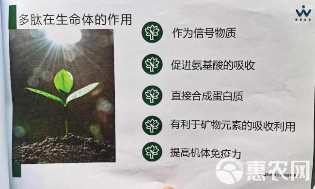 维丰泰（茶叶专用）先锋蛋白肽含氨基酸水溶肥料茶叶专用膨大素剂