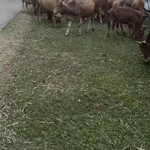 海口牛