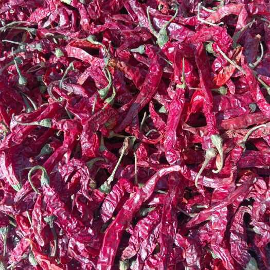 喀什疏勒县地区大量供应二荆条辣椒