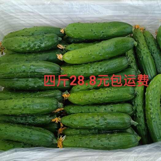 烟台好吃爽口的小棒槌旱黄瓜