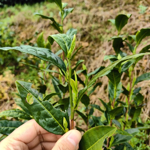 安吉县2025年新茶安吉白茶明前茶