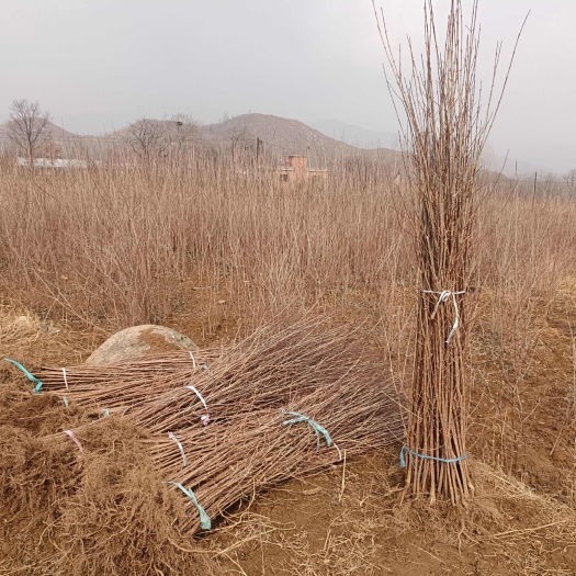 南召县山茱萸山萸肉苗枣皮树
