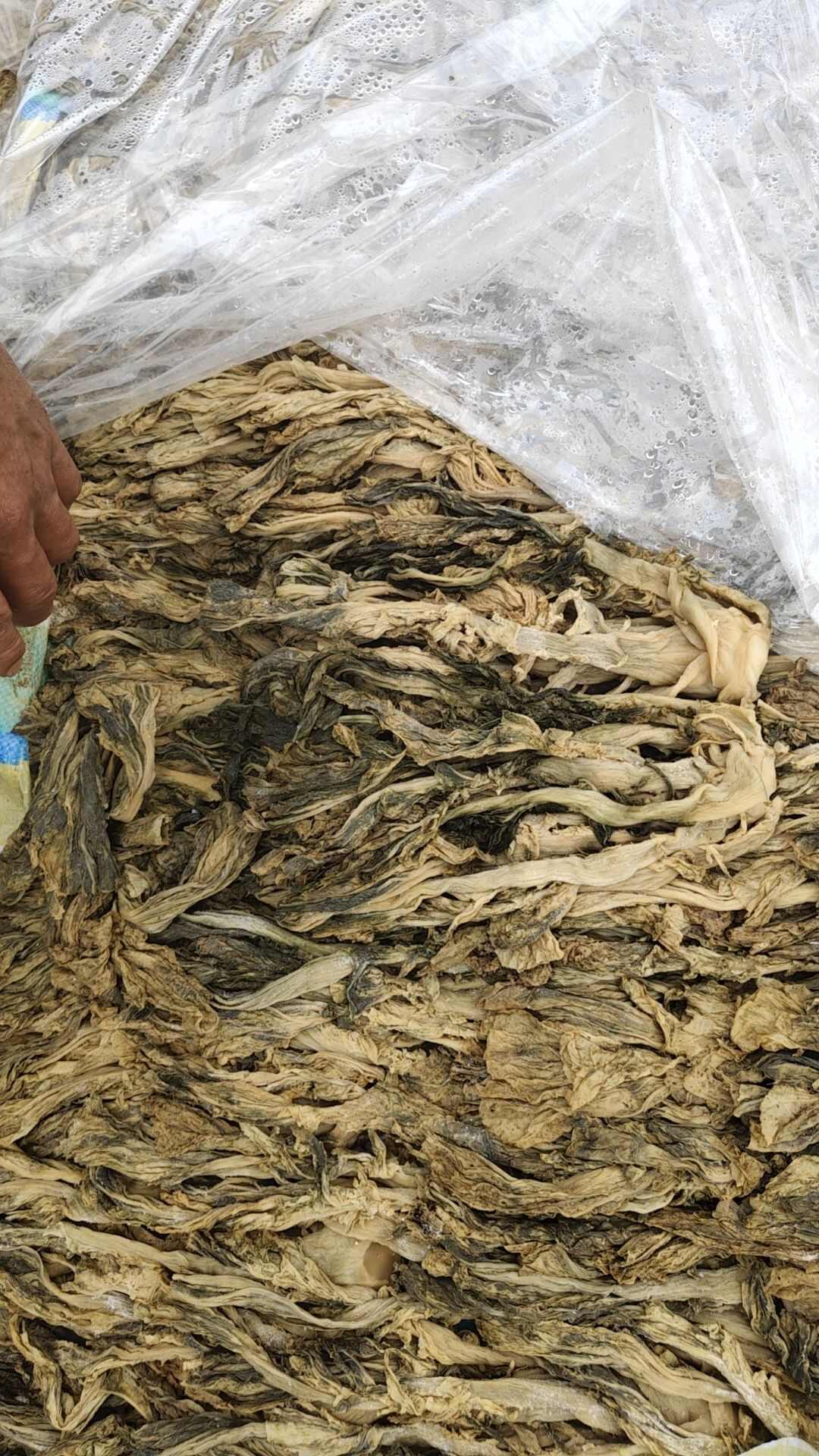 惠州矮陂梅菜