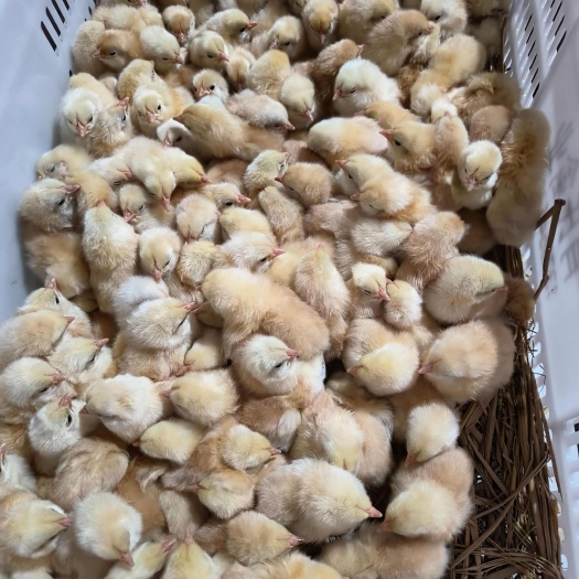 衡阳湘黄土鸡苗，衡阳土鸡苗