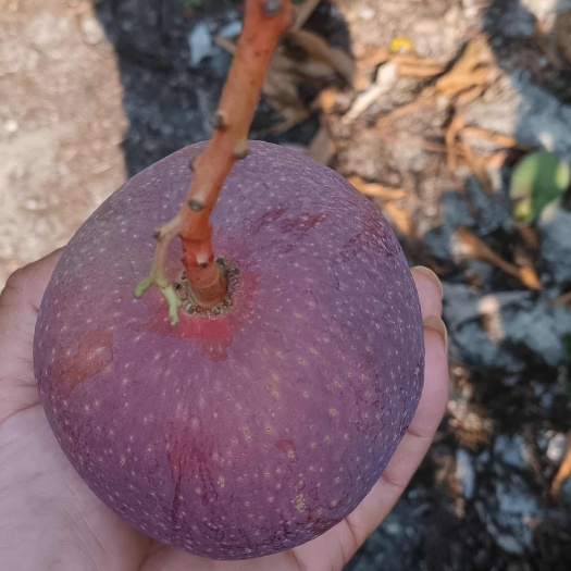 陵水县海南玉文芒