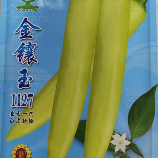 南宁金镶玉1127白皮辣椒  中熟 大果 适合鲜食及腌制